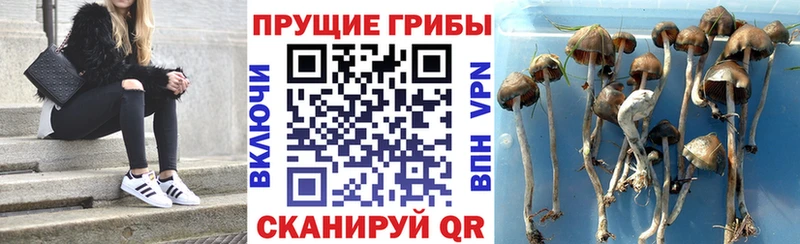 Галлюциногенные грибы Cubensis Ростов